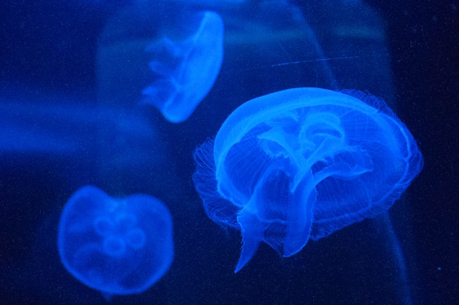 brain improvement supplements